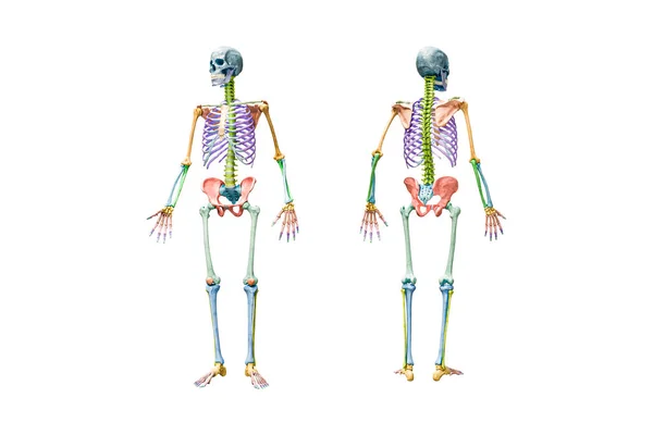 完整的男性骨骼3D图像的前后视图 用复制空间隔离在白色上 带有彩色标记的每块骨头或每组骨头的解剖学或医学图表 — 图库照片
