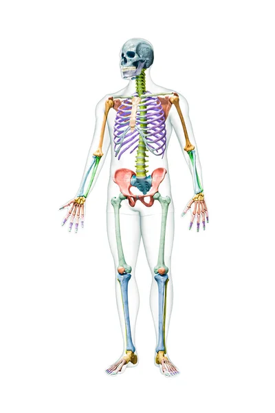 Εμπρόσθια Όψη Του Πλήρους Ανθρώπινου Αρσενικού Σκελετού Τρισδιάστατη Απεικόνιση Του — Φωτογραφία Αρχείου