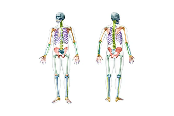 Вид Спереди Сзади Полного Мужского Скелета Трехмерной Иллюстрацией Изолированной Белом — стоковое фото