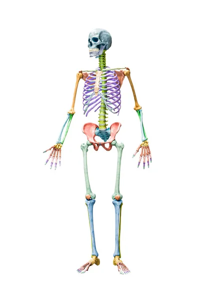 Full Human Male Skeleton Skeletal System Front View Rendering Illustration — Stock Photo, Image