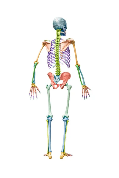 完整的男性骨骼或骨骼系统的后视镜3D渲染图形 白色与复制空间隔离 带有彩色标记的每块骨头或每组骨头的解剖学或医学图表 — 图库照片