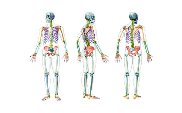 Vorder Rück Und Profilansichten Des Vollständigen Menschlichen Männlichen Skeletts Mit — Stockfoto