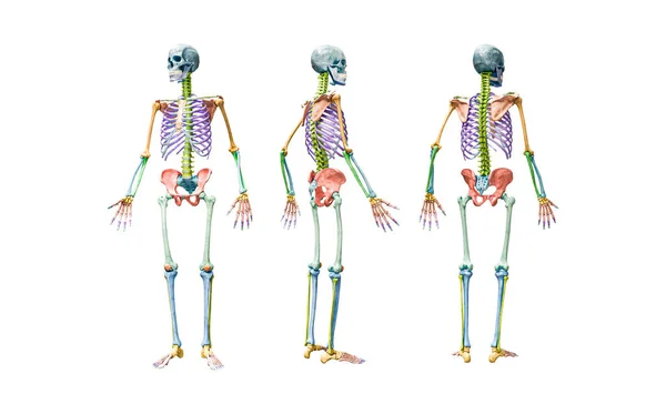 Front Back Profile Views Full Human Male Skeleton Rendering Illustration — Stock Photo, Image