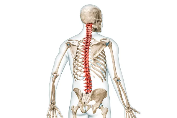 脊柱或椎体的骨头在彩色后视镜中 用身体三维渲染图解 白色与复制空间隔离 人体骨骼解剖 医学图表 骨骼系统 科学概念 — 图库照片