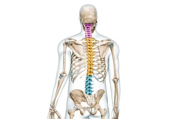Vértebras Cervicales Torácicas Lumbares Color Con Ilustración Representación Corporal Aislada — Foto de Stock