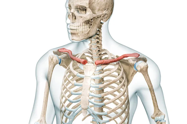 锁骨或锁骨的颜色与身体的三维渲染图形隔离在白色与复制空间 人体骨骼解剖 医学图表 骨理学 骨骼系统 科学概念 — 图库照片