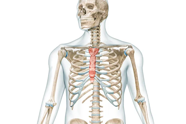 体の3Dレンダリングイラストがコピースペースで白に隔離された色のステルムとマンブリウムの骨 人間の骨格解剖学医学図骨格系科学生物学の概念 — ストック写真