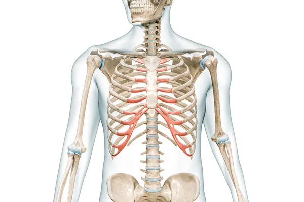 体の3Dレンダリングイラストと赤の色で高価な軟骨コピースペースと白に隔離されました 人間の骨格解剖学 医学図 骨格系 生物学の概念 — ストック写真