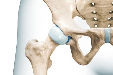 Kalça eklem 3D görüntüleme, kopyalama alanı ile beyaza izole edildi. İnsan iskeleti ve leğen kemiği anatomisi, tıbbi diyagram, osteoloji, iskelet sistemi, bilim, biyoloji kavramları.