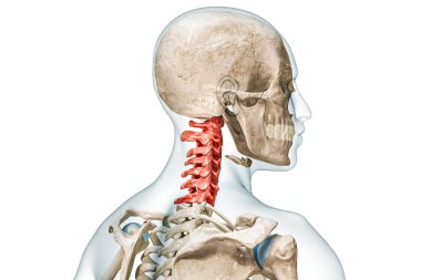 Kırmızılı boyun omurgası ve 3 boyutlu bedeni kopyalama alanı ile beyaza izole edilmiş. İnsan iskeleti ve omurga anatomisi, tıbbi diyagram, osteoloji, iskelet sistemi, bilim, biyoloji kavramı