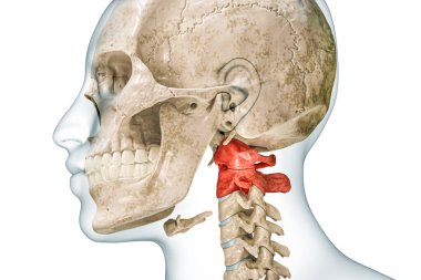 Atlas ve servikal omurlar kırmızı, gövde 3D, beyazı kopyalama alanı ile izole edilmiş. İnsan iskeleti omurga anatomisi, tıbbi diyagram, osteoloji, iskelet sistemi kavramları..