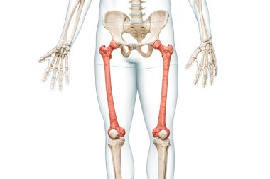 Femur bones in red color with body 3D rendering illustration isolated on white with copy space. Human skeleton and leg anatomy, medical diagram, osteology, skeletal system, science concepts. clipart