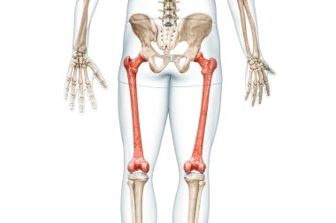 Uyluk kemikleri kırmızı renkte, vücut 3D görünümü ise beyaz renkte, kopya alanı ile izole edilmiş. İnsan iskeleti ve bacak anatomisi, tıbbi diyagram, osteoloji, iskelet sistem kavramları.