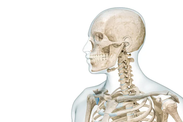 頭部と頭蓋骨のプロフィールビューを持つ上半身の骨格コピースペースと白に隔離された3Dレンダリングイラスト 人間の解剖学 医学図 骨格系 生物学の概念 — ストック写真