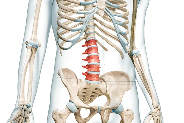 体の3Dレンダリングイラストと赤の色の腰椎は コピースペースで白に隔離されています ヒトの骨格 脊椎解剖学 医学図 骨格系 生物学の概念 — ストック写真