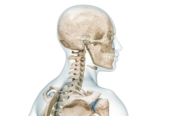 子宮頸椎と頭蓋骨のプロファイルビューコピースペースと白に隔離された3Dレンダリングイラスト 人体解剖学 医学図 骨格系 生物学の概念 — ストック写真