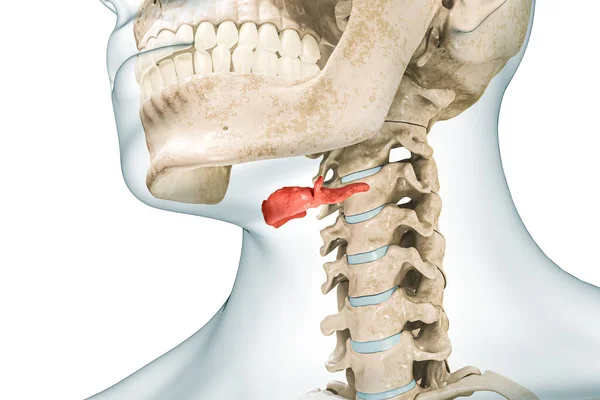 体の3Dレンダリングイラストと赤の色のハイブリッド骨はコピースペースで白に隔離されています 人間の骨格解剖学 医学図 骨格系 生物学の概念 — ストック写真