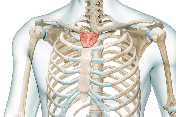 Manubrium Knochen Roter Farbe Mit Körper Darstellung Isoliert Auf Weiß — Stockfoto