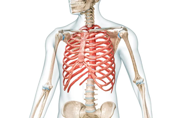 用身体三维渲染的红色边缘笼骨 用复制空间在白色上隔离 人体骨骼解剖 医学图表 骨理学 骨骼系统 生物学概念 — 图库照片