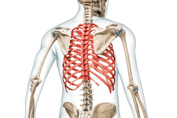 Brustkorb Knochen Rot Mit Körper Rendering Illustration Isolierte Rückansicht Auf — Stockfoto