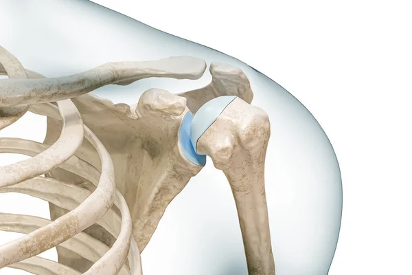 Shoulder Glenohumeral Joint Close Rendering Illustration Isolated White Copy Space — Stock Photo, Image