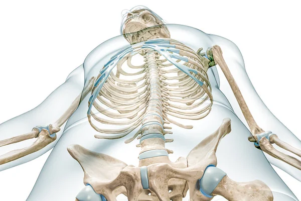 Spine Rib Cage Thoracic Cavity Front Low Angle View Body — Stock Photo, Image