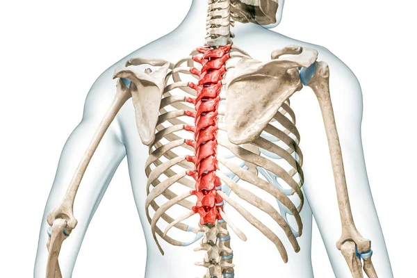 体の3Dレンダリングイラストと赤の色で胸部椎骨はコピースペースで白に隔離されています ヒトの骨格 脊椎解剖学 医学図 骨格系 生物学の概念 — ストック写真