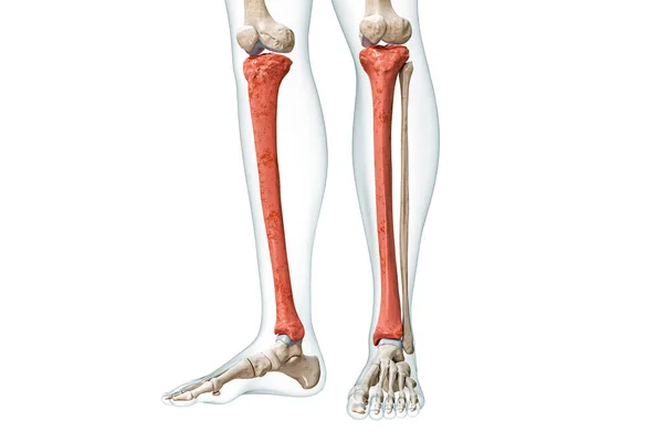 胫骨或胫骨呈红色 身体3D渲染 白色与复制空间隔离 人体骨骼和腿解剖学 医学图表 骨理学 骨骼系统概念 — 图库照片