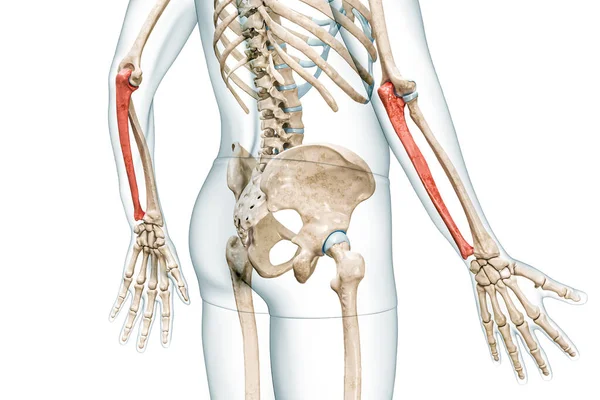 体の3Dレンダリングイラストと赤の色でUlna前腕の骨はコピースペースで白に隔離されています 人間の骨格と腕の解剖図骨学骨格系の概念 — ストック写真
