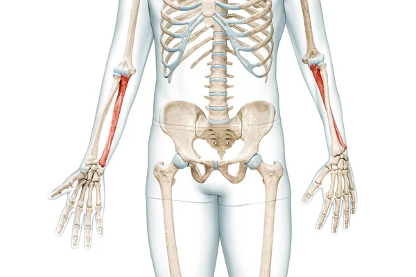 体の3Dレンダリングイラストと赤の色でUlna前腕の骨はコピースペースで白に隔離されています 人間の骨格と腕の解剖図骨学骨格系の概念 — ストック写真