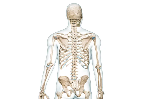 脑柱或后背后视镜3D渲染图解 白色与复制空间隔离 人体骨骼和脊柱解剖 医学图表 骨骼系统概念 — 图库照片