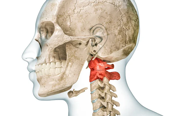 Atlas Vértebras Cervicales Eje Rojo Con Ilustración Representación Corporal Aislada — Foto de Stock