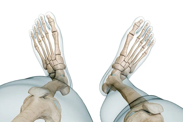 体の輪郭を持つ足の骨格や骨の優れたビューコピースペースと白に隔離された3Dレンダリングイラスト 人間の解剖学 医学図 骨格系 生物学の概念 — ストック写真