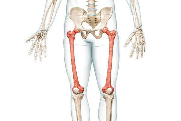 带有身体三维渲染的红色股骨 用复制空间在白色上隔离 人体骨骼和腿解剖学 医学图表 骨理学 骨骼系统 科学概念 — 图库照片