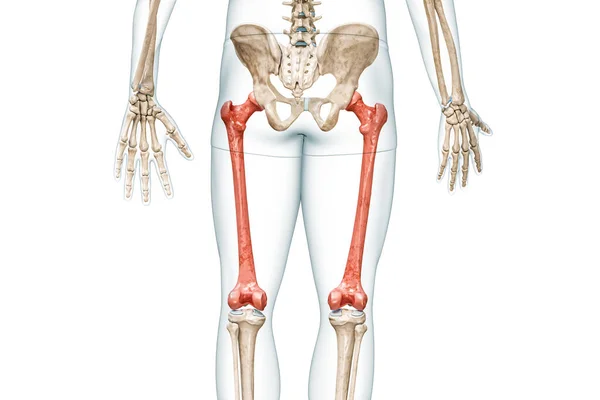 体の3Dレンダリングイラストと赤の色で大腿骨骨骨の骨のリアビューは コピースペースと白に隔離されました 人間の骨格と脚の解剖学医学図骨学骨格系の概念 — ストック写真