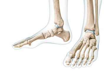 Ayak ve ayak bileklerinde 3 boyutlu hatlar var. Resimler beyaza izole edilmiş ve fotokopi alanı var. İnsan iskeleti ve ayak anatomisi, tıbbi diyagram, osteoloji, iskelet sistemi kavramları.