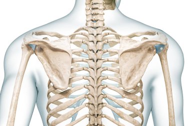 Kürek kemiği ve omurga arka planı, vücut hatları ile, üç boyutlu görüntüleme, kopya alanı ile beyaza izole edilmiş. İnsan iskeleti ve omurga anatomisi, tıbbi diyagram, osteoloji, iskelet sistemi kavramları.