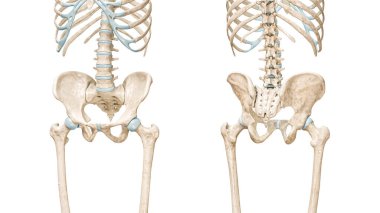 Pelvis ya da pelvik korse kemikleri ön ve arka görünüm 3D görüntüleme, kopya alanı ile beyaz üzerine izole edilmiş. İnsan iskeleti anatomisi, tıbbi diyagram, osteoloji, iskelet sistem kavramları.
