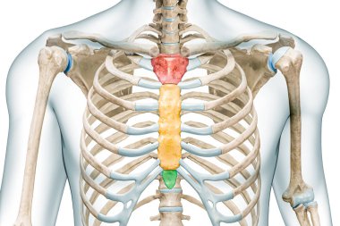 Manubrium, vücut ve xiphoid işleme kemikleri göğüs kemiğinin üç boyutlu renkleri ile izole edilmiş resimleme fotokopi alanı ile. İnsan iskeleti ve göğüs kafesi anatomisi, tıbbi diyagram kavramları..