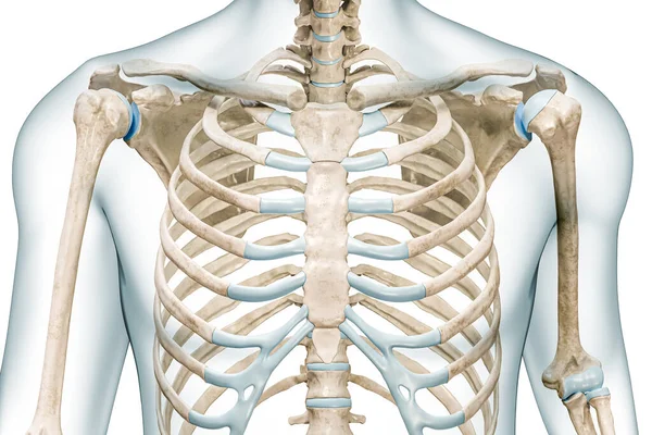 Sternum Knochen Nahaufnahme Mit Körper Rendering Illustration Isoliert Auf Weiß — Stockfoto