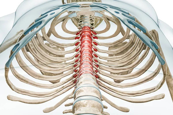 胸部椎体呈红色 身体三维渲染 白色孤立 有复制空间 人体骨骼和脊柱解剖 医学图表 骨骼系统概念 — 图库照片