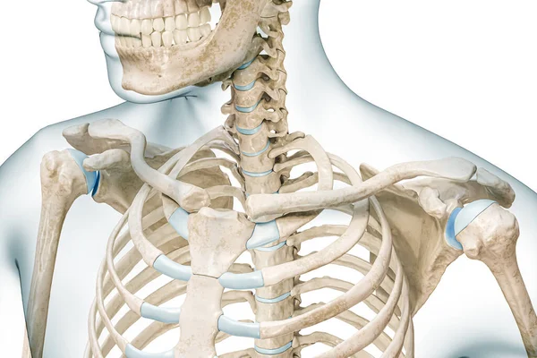 Clavicle Bone Collarbone Body Contours Rendering Illustration Isolated White Copy — Stock Photo, Image