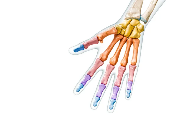 Bones Groups Hand Fingers Labeled Colors Body Rendering Illustration Isolated — Stock Photo, Image