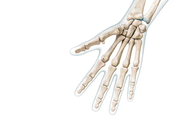 体の輪郭を持つ右手と指の骨のパルマービューコピースペースと白に隔離された3Dレンダリングイラスト 人間の骨格や骨格系の解剖学 医学図 骨学の概念 — ストック写真