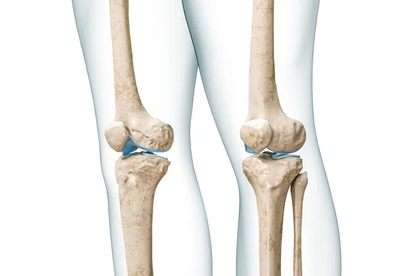 膝骨与身体等高线3D渲染图形隔离在白色与复制空间 人体骨骼解剖 医学图表 骨理学 骨骼系统概念 — 图库照片