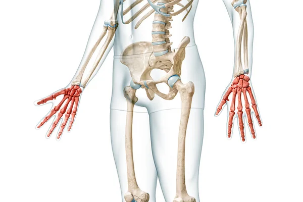 Handknochen Roter Farbe Mit Darstellung Des Körpers Isoliert Auf Weiß — Stockfoto