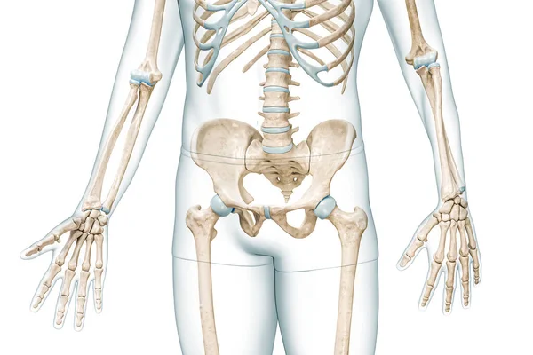 骨盆或骨盆前视与身体三维渲染与白色孤立与复制空间 人体骨骼解剖 医学图表 骨骼系统 生物学概念 — 图库照片