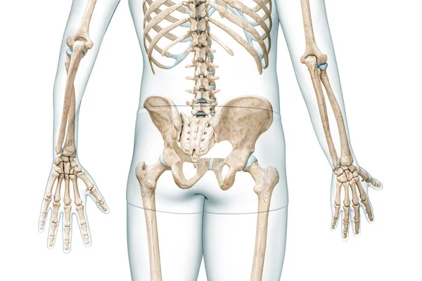 骨盆或骨盆带的后视镜与身体三维渲染说明与白色与复制空间隔离 人体骨骼解剖 医学图表 骨理学 骨骼系统 生物学概念 — 图库照片