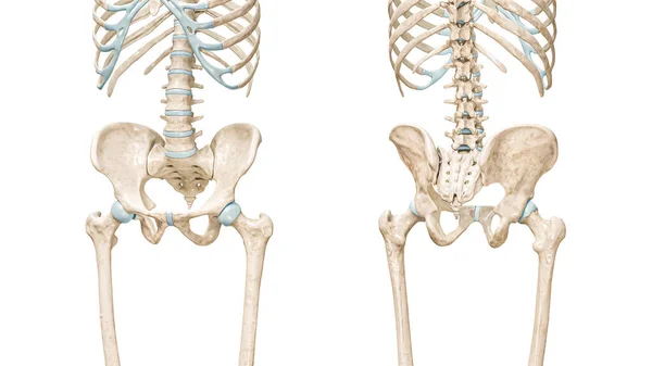 骨盆或骨盆前部和后部的骨带3D渲染图以白色与复制空间隔离 人体骨骼解剖 医学图表 骨理学 骨骼系统概念 — 图库照片