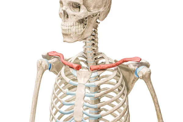 Köprücük Kemikleri Köprücük Kemikleri Kırmızı Renkli Boyutlu Beyaz Renkte Kopyalama — Stok fotoğraf